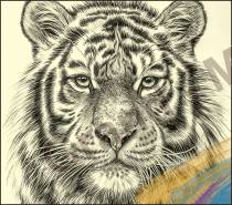 Obraz na plátno - TIGER - a